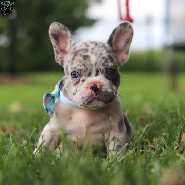 Dax, French Bulldog Puppy